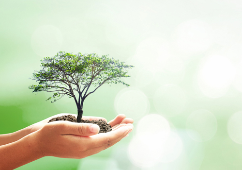 Two hands are palm up, side by side, holding a small tree full of leaves